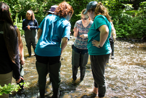 Restoration Ecology students standing in the stream looking at samples