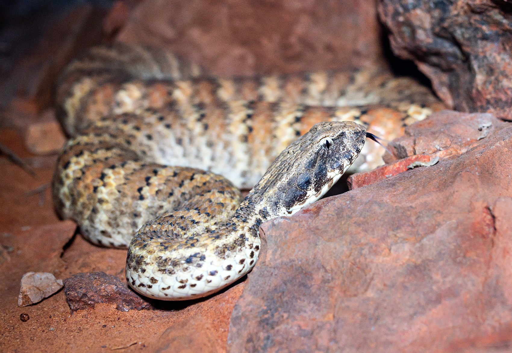 Research sheds light on a rare find in snake anatomy | Mount