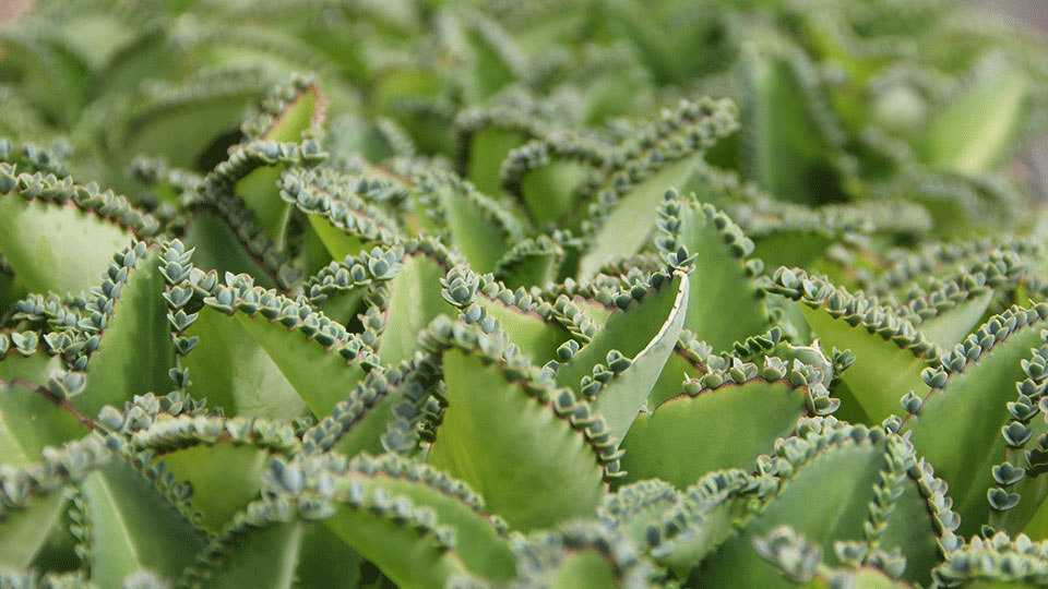 Kalanchoes are laid out on benches on a south-facing bench in the Talcott Greenhouse, waiting to be taken home.