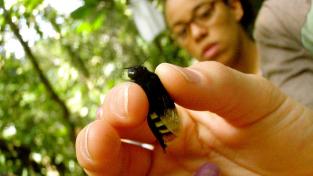 Kiana Lussier holding a firefly in Costa Rica