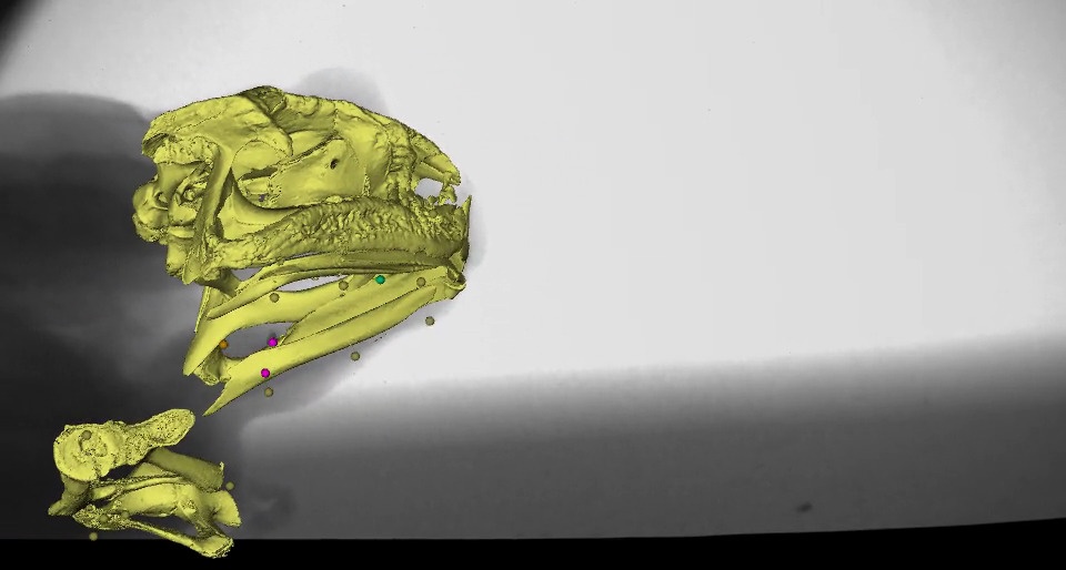 Tongue twisting cane toads | Mount Holyoke College