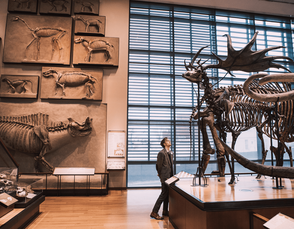 A patron viewing large animal skeletons at the Beneski Museum of Natural History at Amherst College