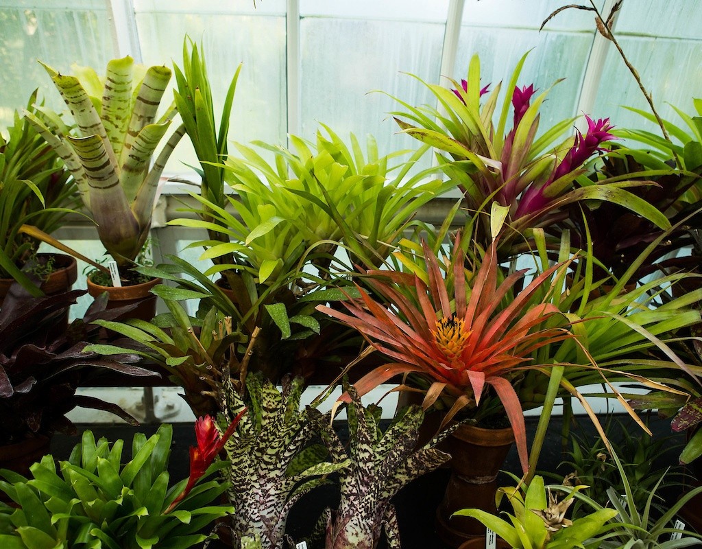A collection of plants in the Talcott Greenhouse