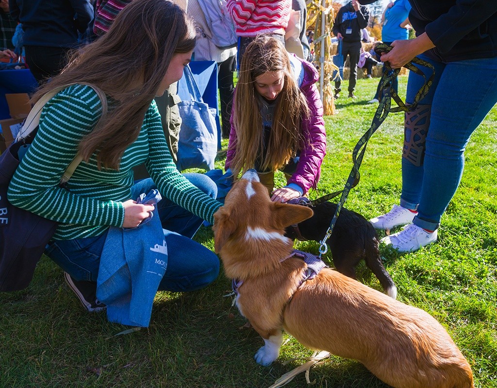 Corgis at the Fall Fest at Mount Holyoke College, October 2024