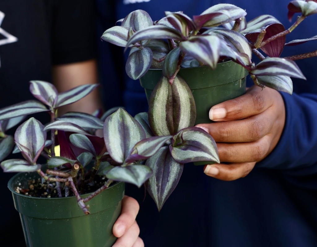 Two firstie plants