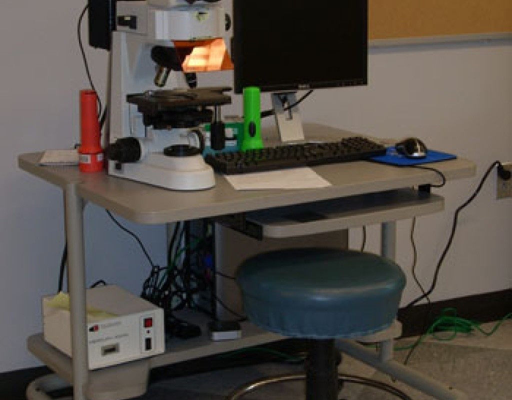 Nikon 50Ti fluorescence microscope