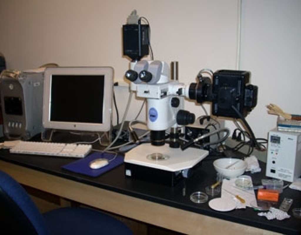 Nikon SMZ stereo microscope with fluorescence illuminator