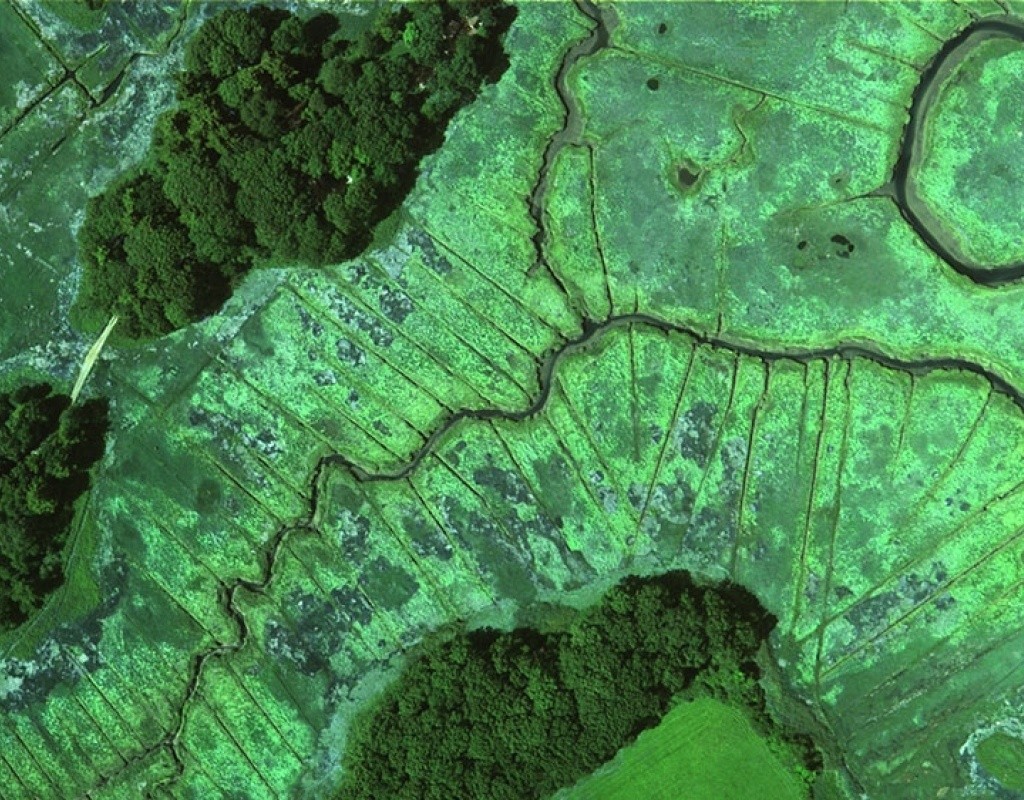 A sample image taken from an August 2004 survey of the Plum Island Sound Estuary