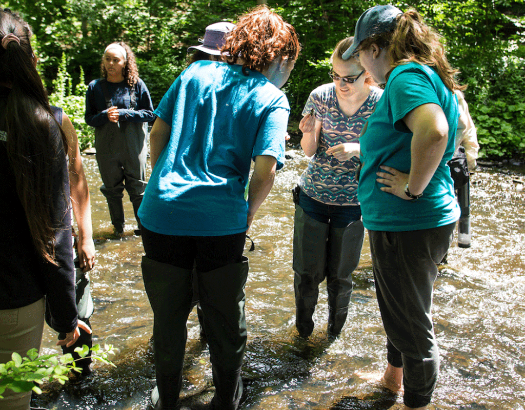Restoration Ecology students standing in the stream looking at samples