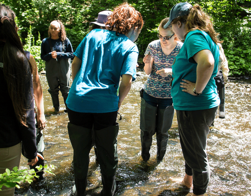 Restoration Ecology students standing in the stream looking at samples