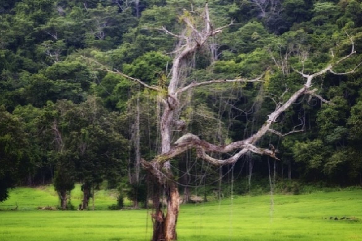 A tree in Costa Rica