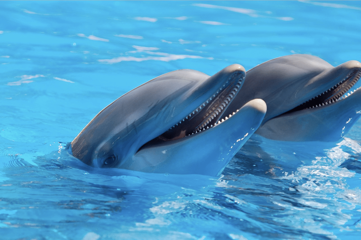 Two dolphins