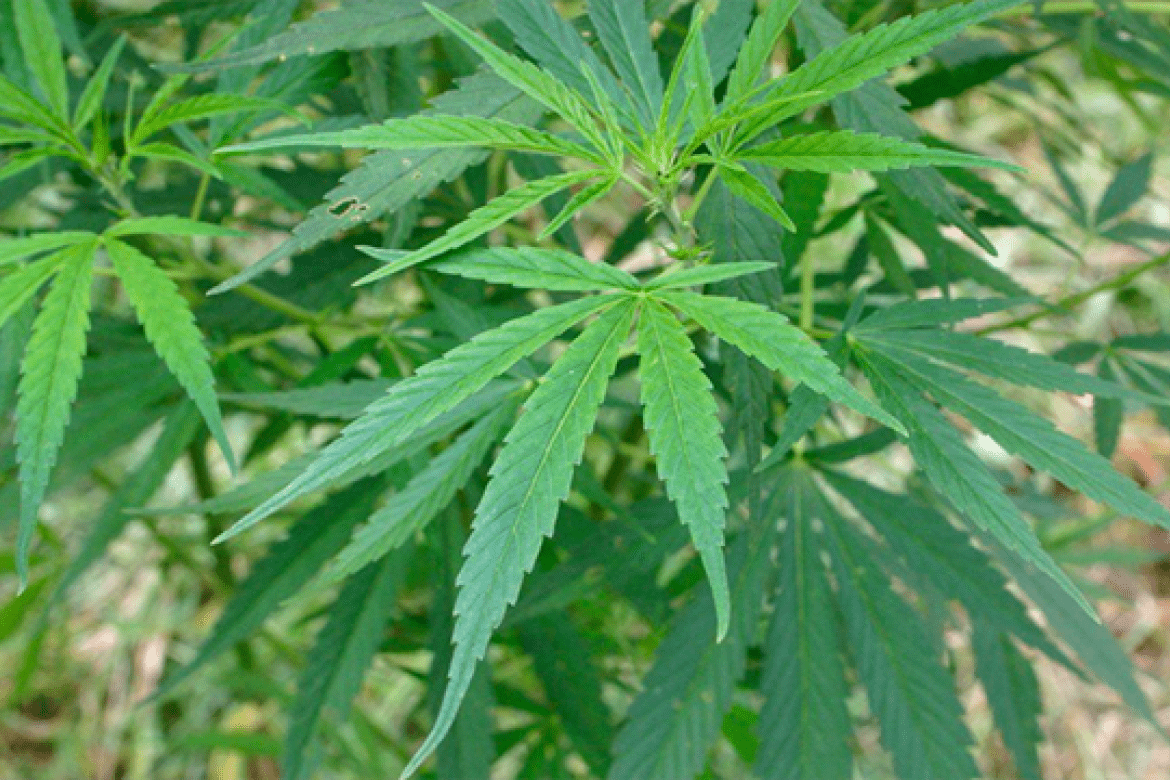 A close-up of a marijuana plant