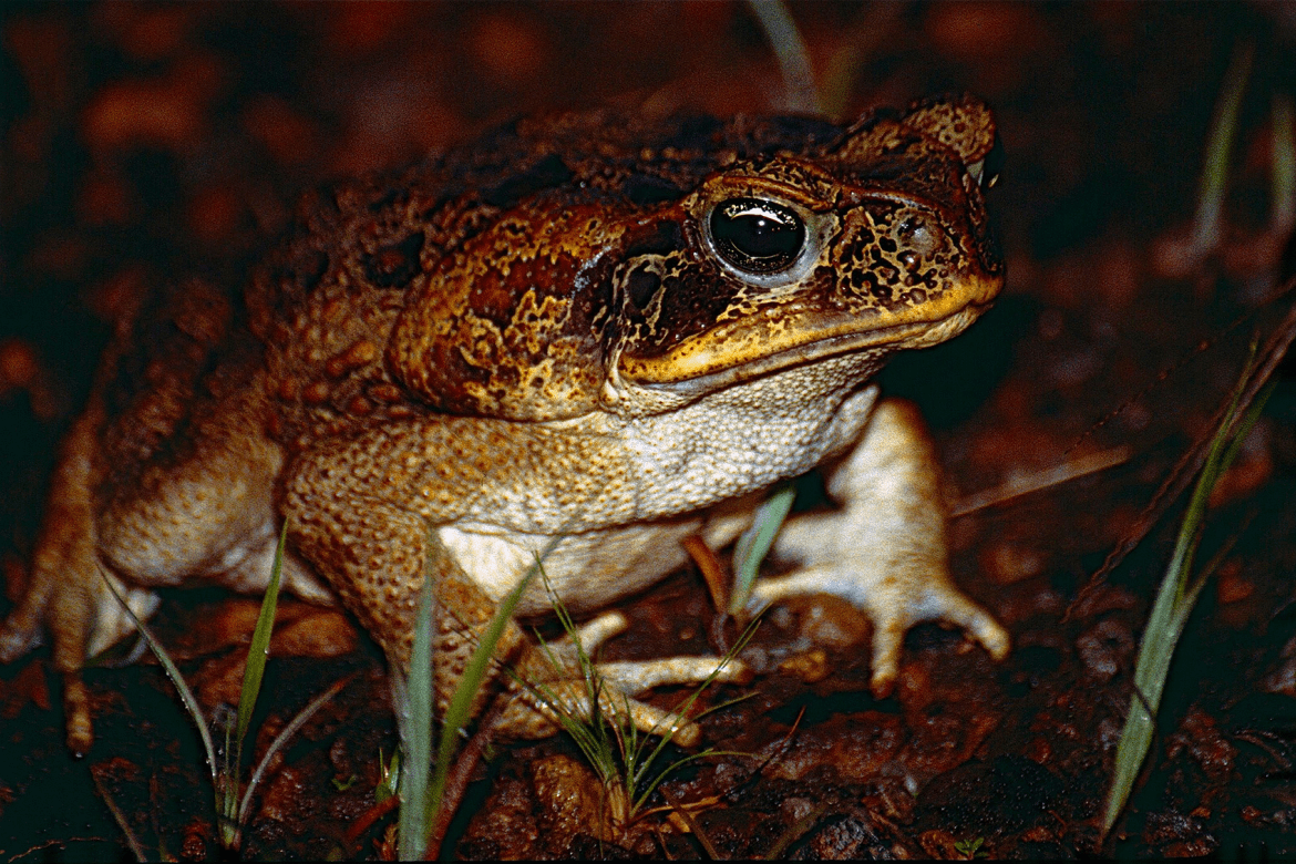 Cane Toad (Rhinella marina)