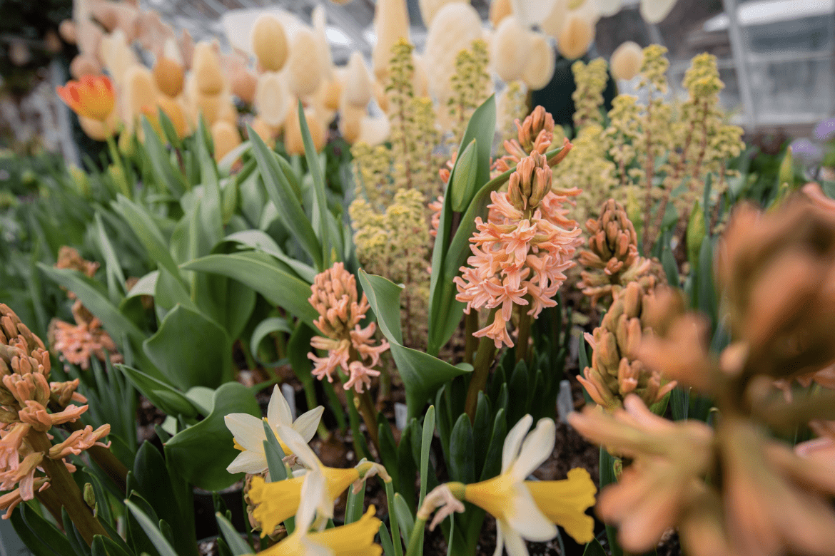 A glimpse of the flowers in the Mount Holyoke College 2023 Flower Show