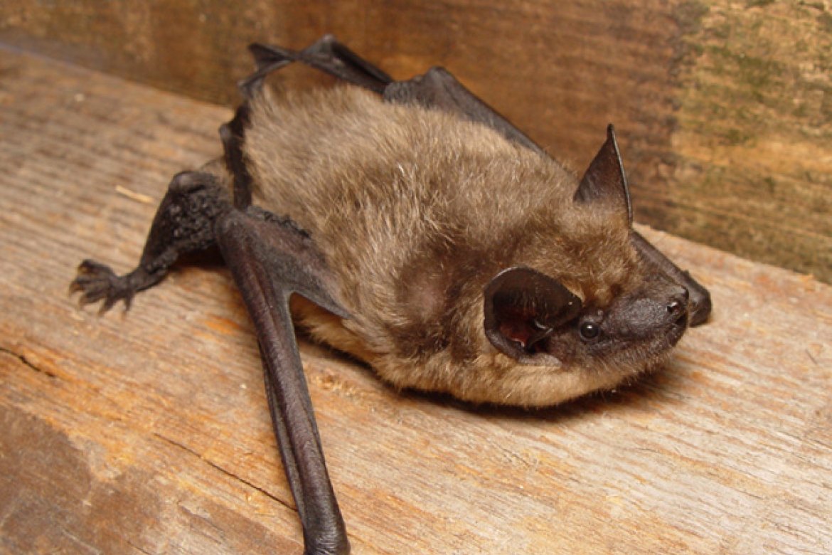 The serotine bat, common throughout Europe and Asia. 