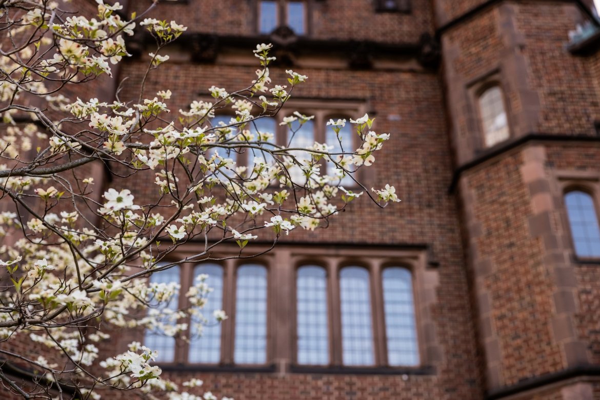 Details of a newly flowering tree in front of the brick buildings on campus.