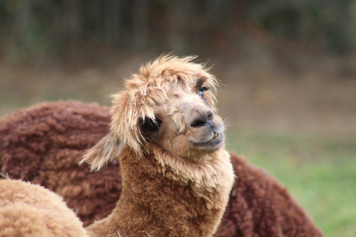 A photo of an alpaca by Felicia Varzari, photo from unsplash