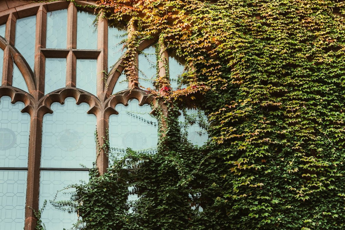 Ivy growing up campus building, Mount Holyoke College.