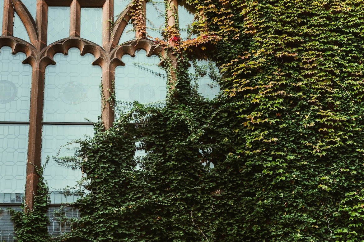 Ivy growing up campus building, Mount Holyoke College.