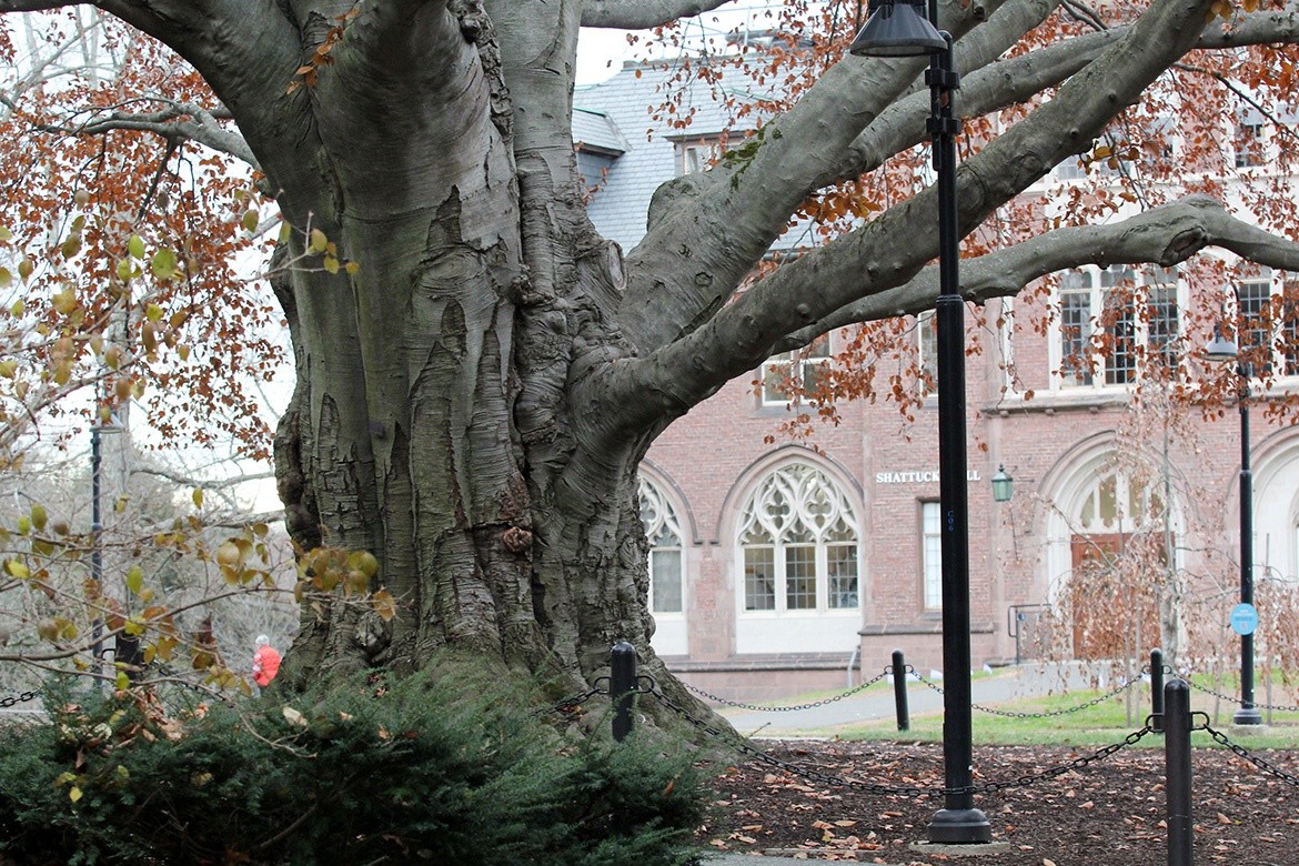 The copper beech tree in 2023.