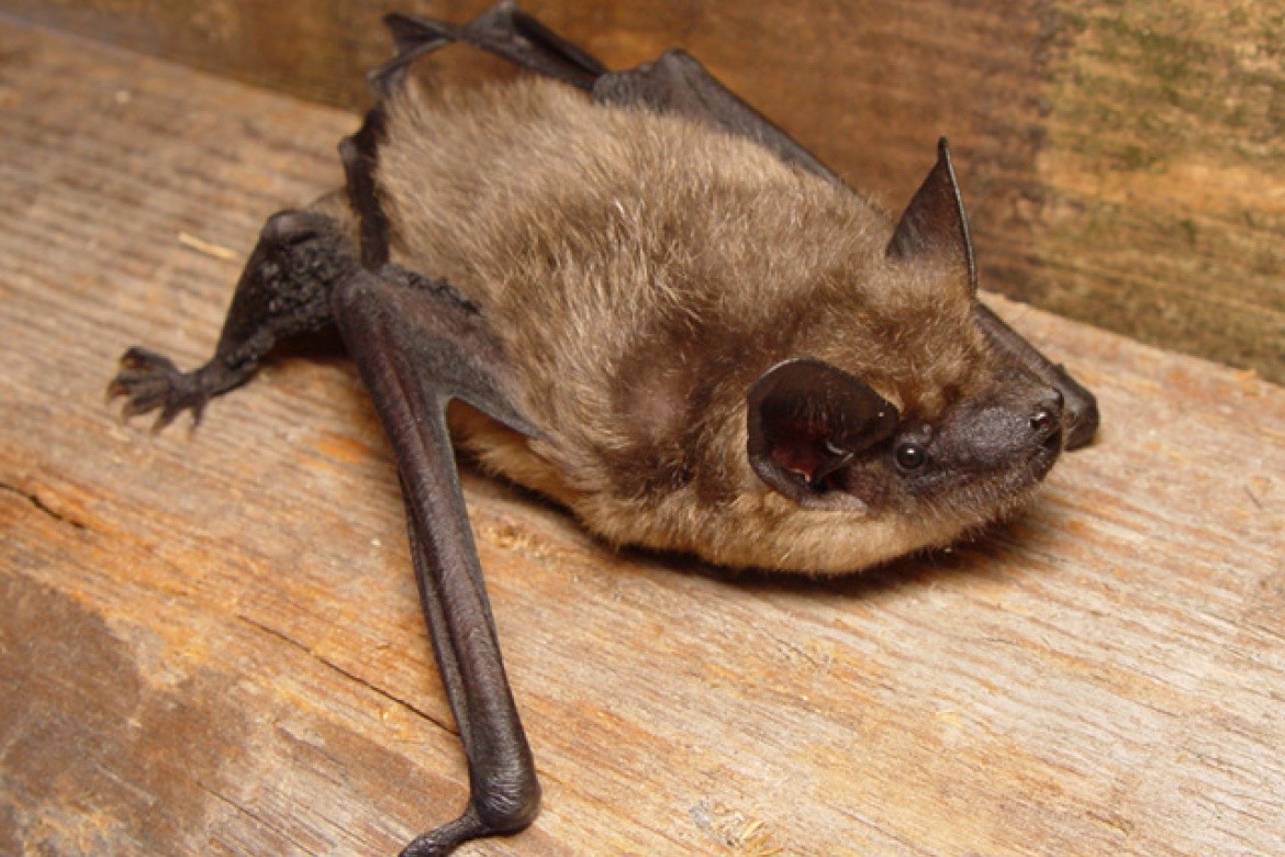 The serotine bat, common throughout Europe and Asia. 