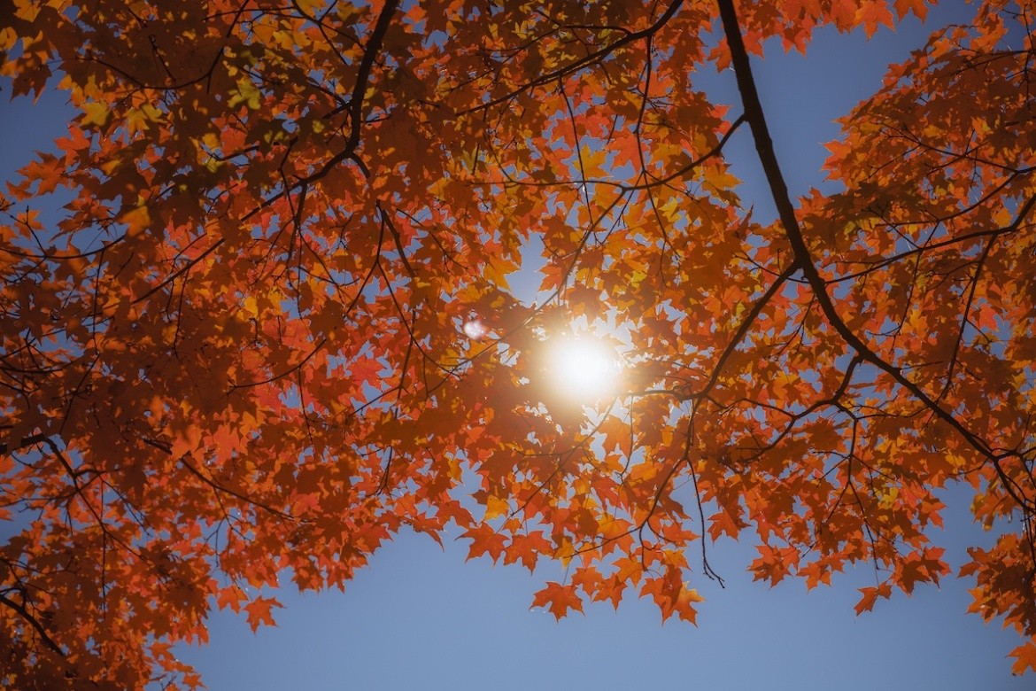 Sun shines through fall leaves, Mount Holyoke campus.