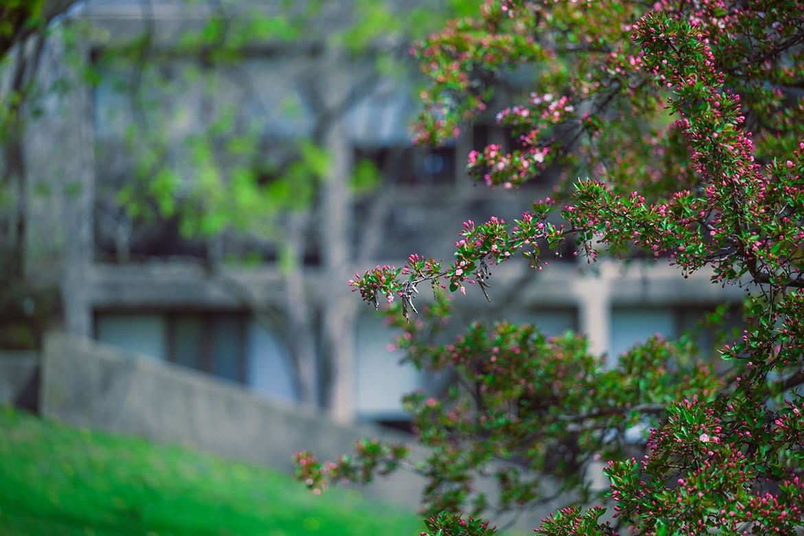 Mount Holyoke campus, flowering bushes