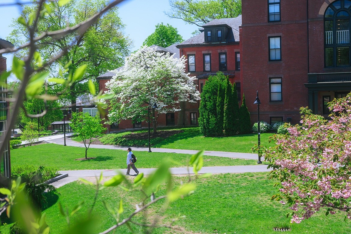 A photograph of the campus green with a student walking along the paths with flowering trees in the sides of the shot.
