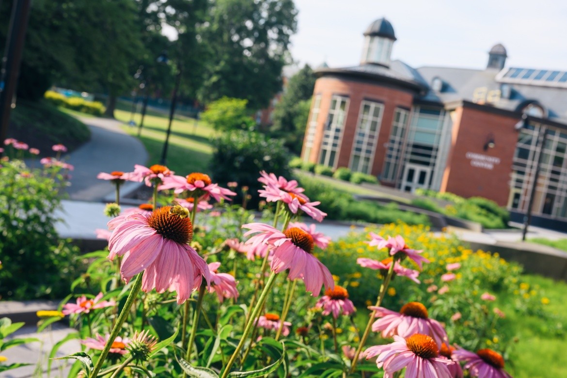 Coneflowers on the Mount Holyoke College campus, Summer 2024. Photo by Max Wilhelm.