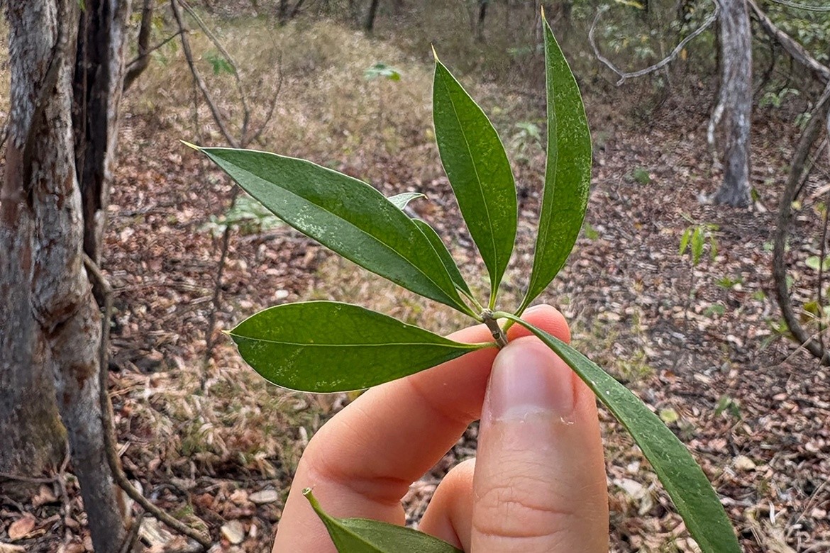 Author Bridget McBride holds a Bonellia nervosa in Costa Rica.