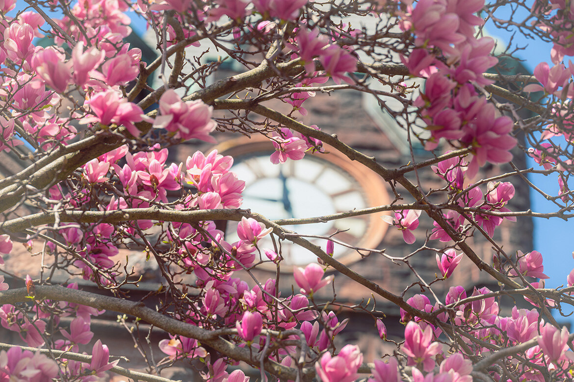 A flowering tree with pink flowers on the Mount Holyoke College campus in the spring of 2025.