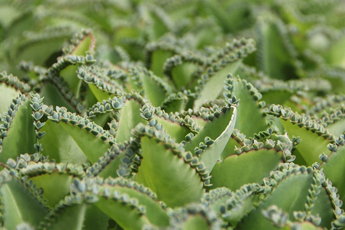 Kalanchoes are laid out on benches on a south-facing bench in the Talcott Greenhouse, waiting to be taken home.