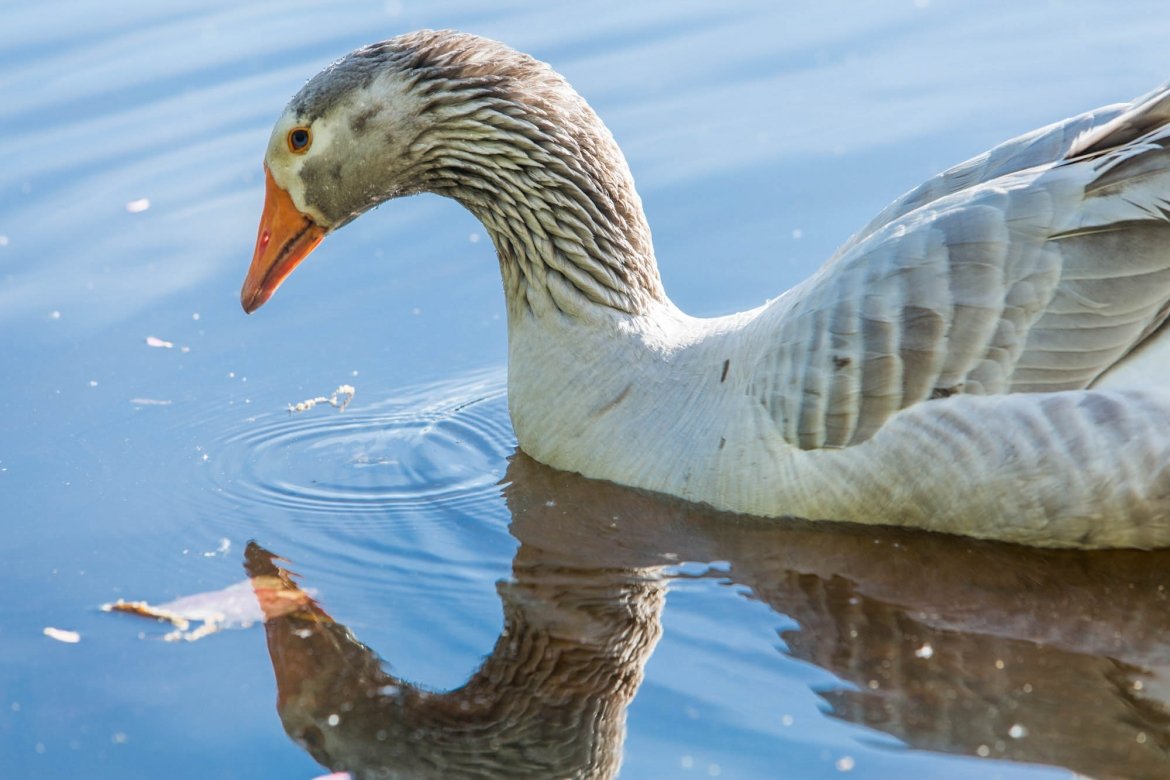 Jorge wasn’t counted — he’s a domesticated goose, not a wild bird — but he will always be Mount Holyoke’s No. 1 bird.