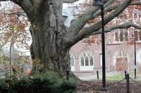 The copper beech tree in 2023.