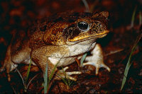 Adult male cane toad. Source: Bernard DUPONT from FRANCE, CC BY-SA 2.0, via Wikimedia Commons