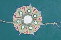 &quot;Cell Reflections 2,&quot; by Laura Bundesen. Bundesen works as sponsored research officer in Mount Holyoke’s Office of Foundation Relations and Sponsored Research.