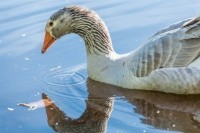 Jorge wasn’t counted — he’s a domesticated goose, not a wild bird — but he will always be Mount Holyoke’s No. 1 bird.