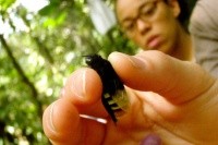Kiana Lussier holding a firefly in Costa Rica