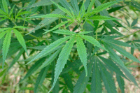 A close-up of a marijuana plant