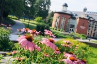 Coneflowers on the Mount Holyoke College campus, Summer 2024. Photo by Max Wilhelm.