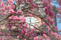 A flowering tree with pink flowers on the Mount Holyoke College campus in the spring of 2025.