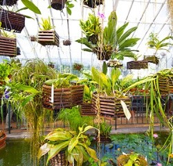 Inside the Talcott Greenhouse, part of the Mount Holyoke College Botanic Garden