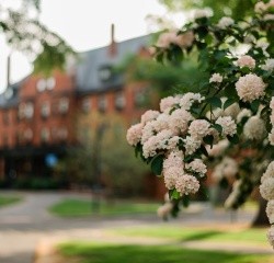 Pink blooms on campus