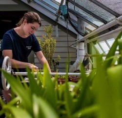 A student working in the greenhouse