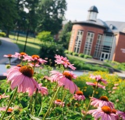 Coneflowers on the Mount Holyoke College campus, Summer 2024. Photo by Max Wilhelm.