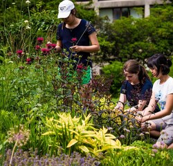 Students working in one of the many gardens on campus