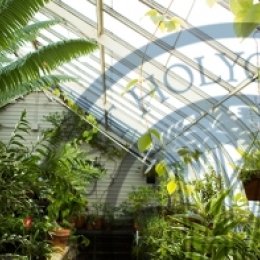 Plants and greenery at Talcott Greenhouse of MHC.