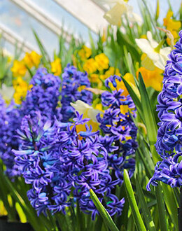 Mount Holyoke College flower show, March 5-20