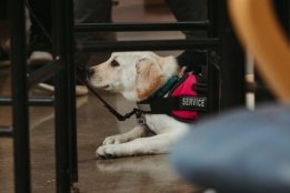 Service Dog at MHC